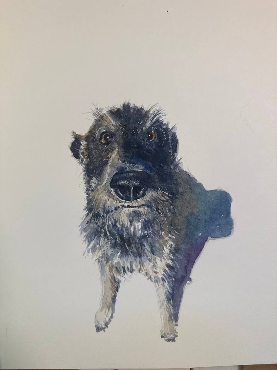Memorable Pet Portraits