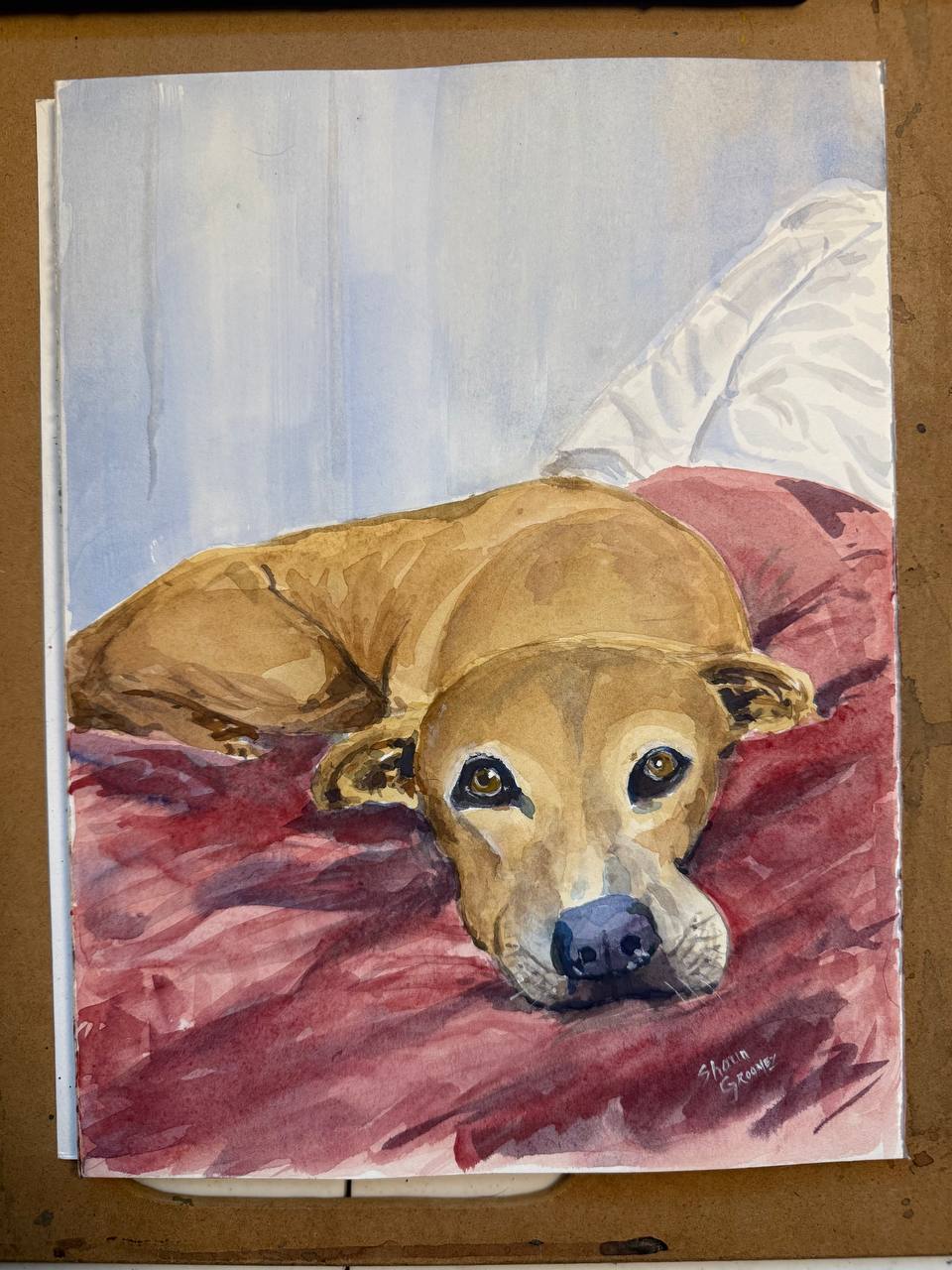 Memorable Pet Portraits