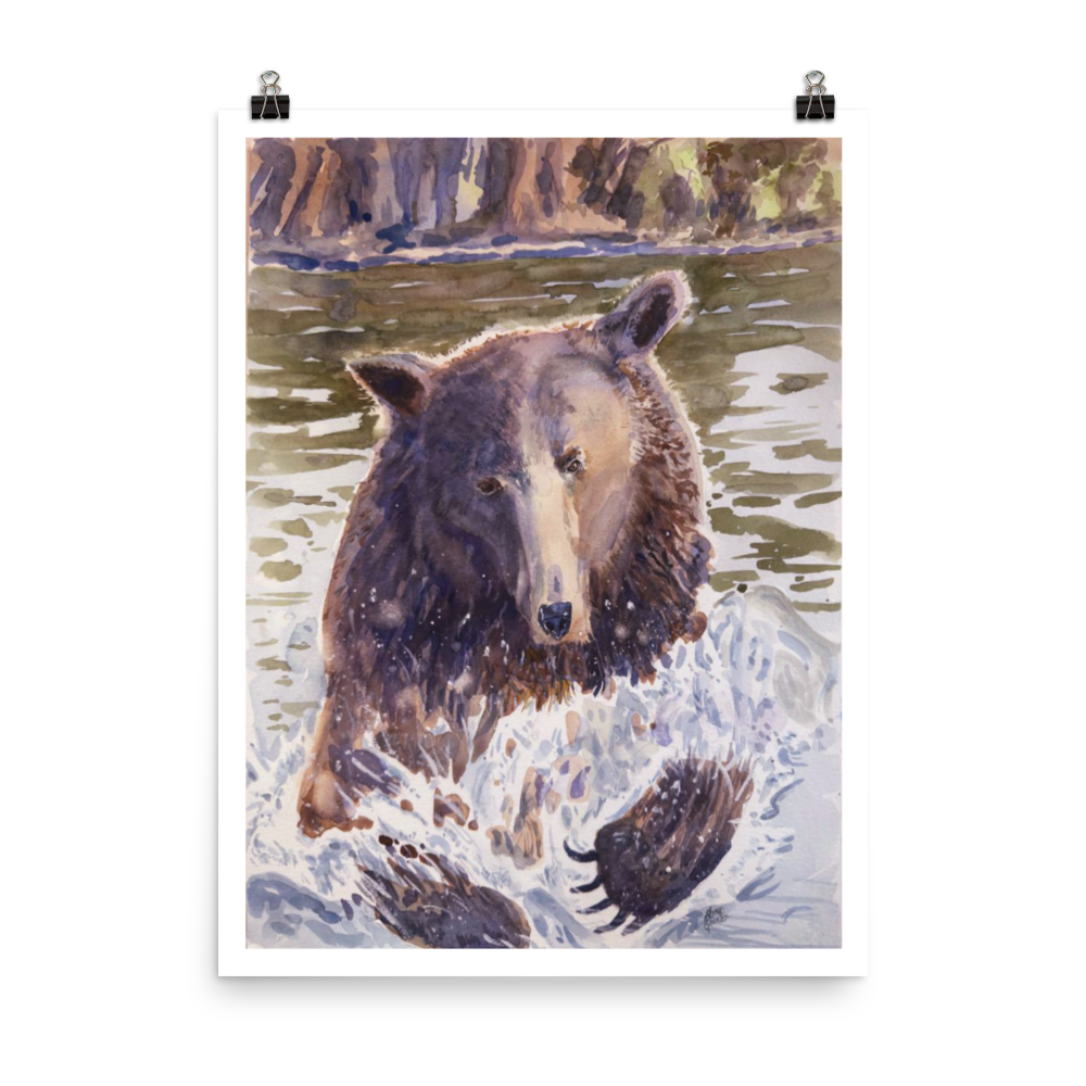 Grizzer In Water - Print
